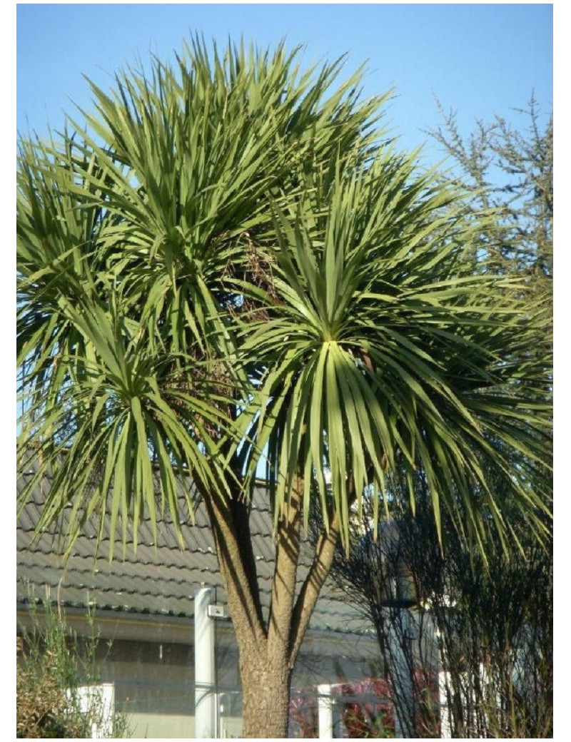 CORDYLINE australis