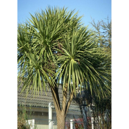 CORDYLINE australis