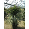 CORDYLINE australis