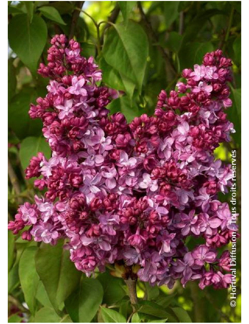 SYRINGA PRINCE WOLKONSKY