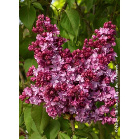 SYRINGA PRINCE WOLKONSKY