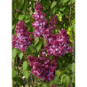 SYRINGA PRINCE WOLKONSKY