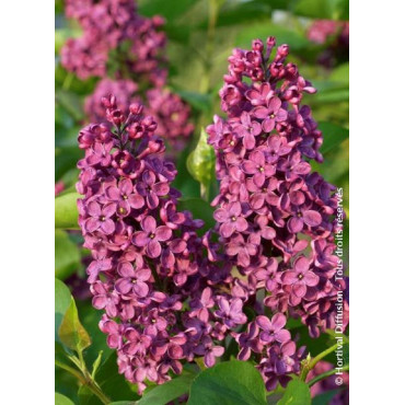 SYRINGA SOUVENIR DE LOUIS SPAETH