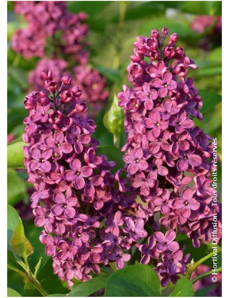 SYRINGA SOUVENIR DE LOUIS SPAETH