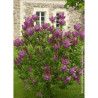 SYRINGA SOUVENIR DE LOUIS SPAETH