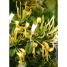 LONICERA similis DELAVAYI