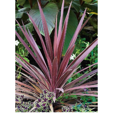 CORDYLINE australis RED STAR