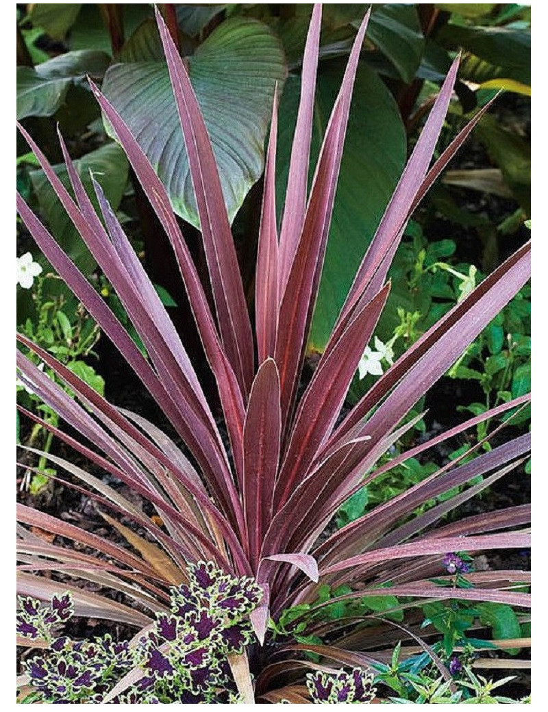 CORDYLINE australis RED STAR