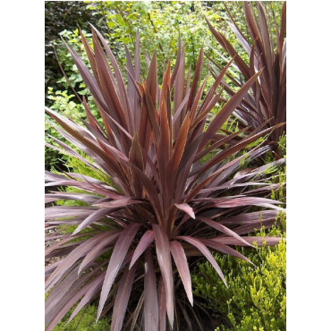 CORDYLINE australis RED STAR