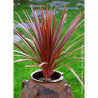 CORDYLINE australis RED STAR