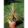 CORDYLINE australis TORBAY DAZZLER