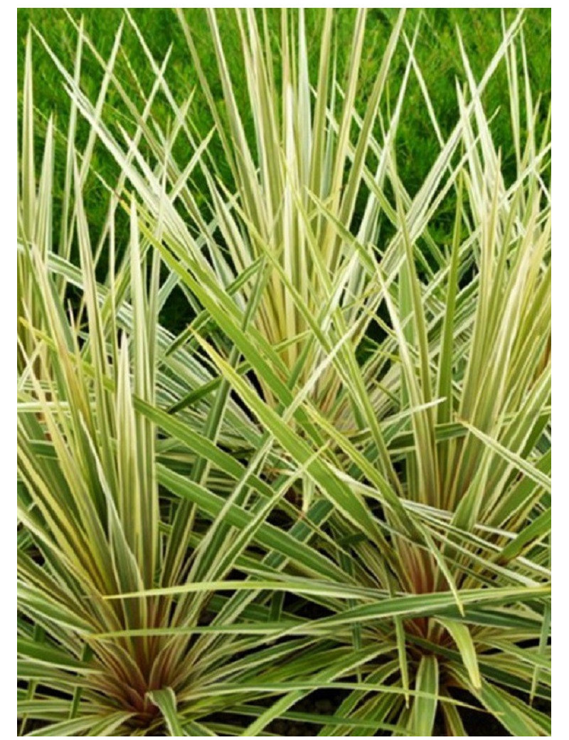 CORDYLINE australis TORBAY DAZZLER