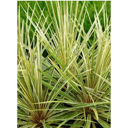 CORDYLINE australis TORBAY DAZZLER