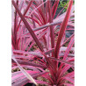 CORDYLINE PINK PASSION