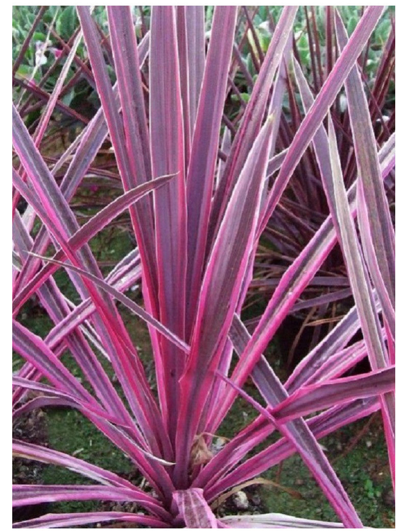 CORDYLINE PINK PASSION