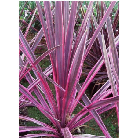 CORDYLINE PINK PASSION