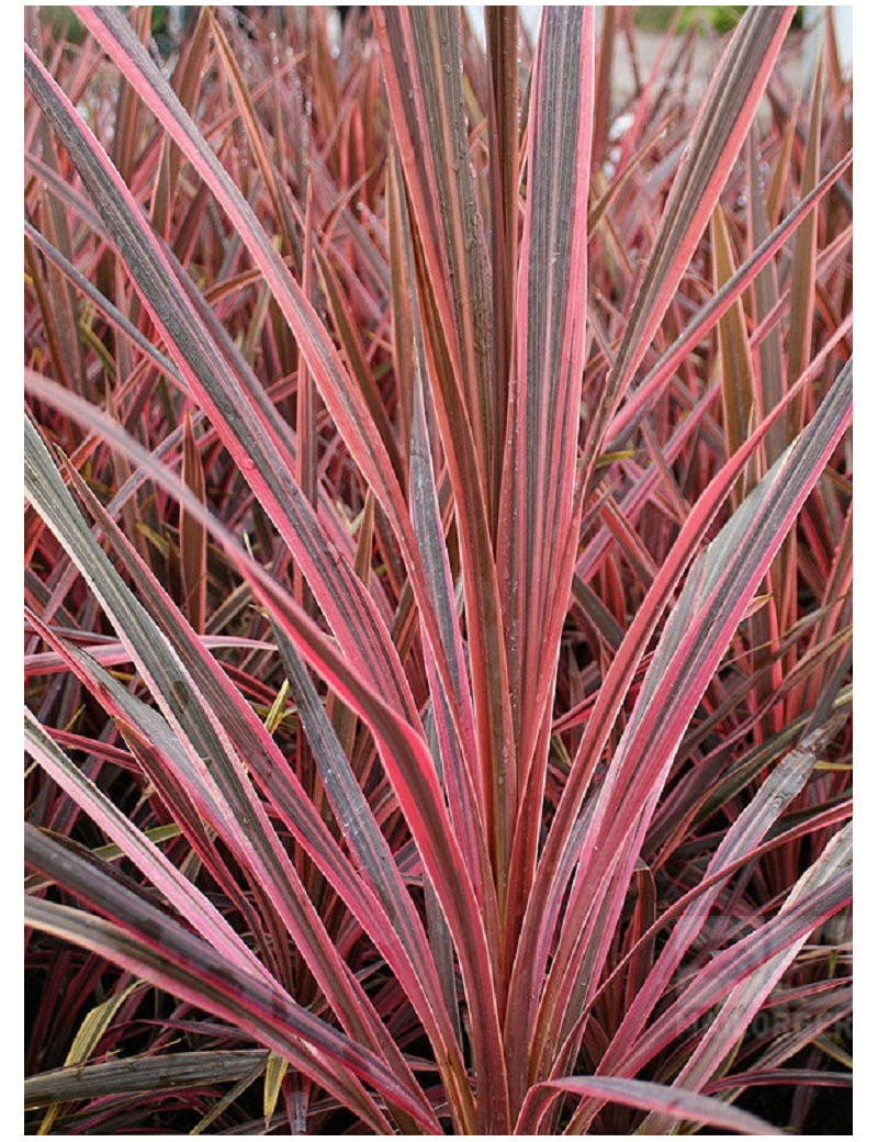 CORDYLINE SOUTHERN SPLENDOUR