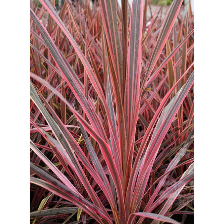 CORDYLINE SOUTHERN SPLENDOUR