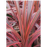 CORDYLINE SOUTHERN SPLENDOUR