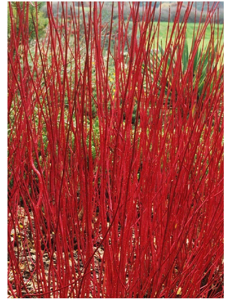 CORNUS alba