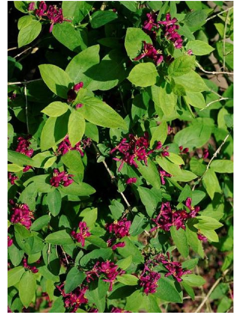 LONICERA tatarica HACK'S RED