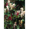 LONICERA japonica chinensis