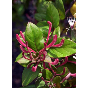 LONICERA japonica chinensis