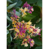 LONICERA heckrottii GOLDFLAME