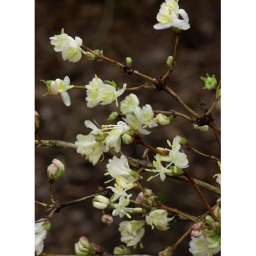 LONICERA fragrantissima