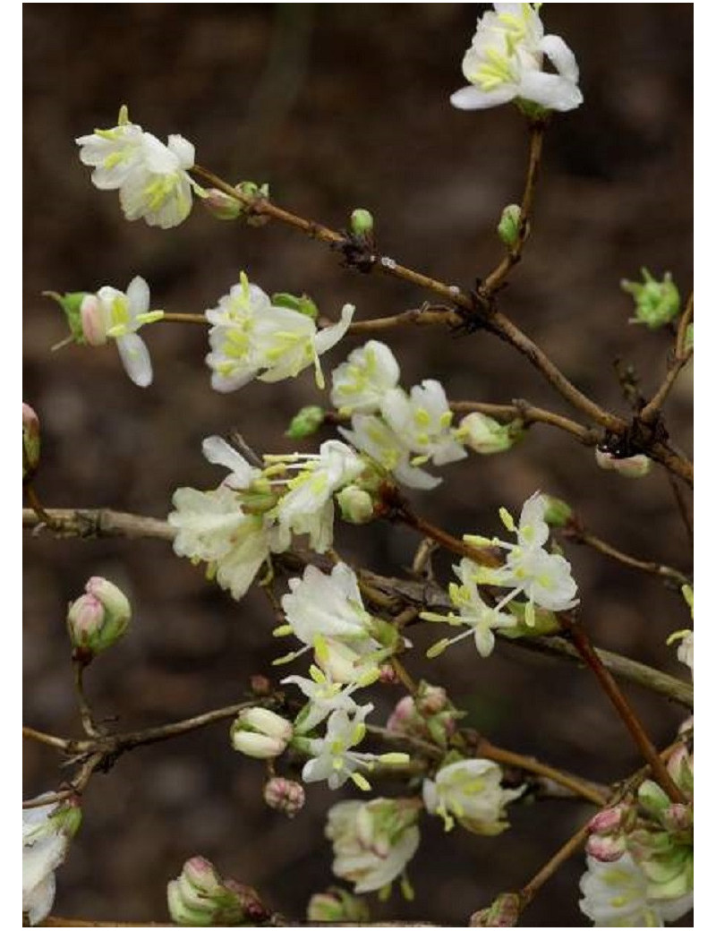 LONICERA fragrantissima