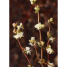 LONICERA fragrantissima