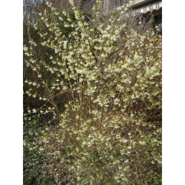 LONICERA fragrantissima