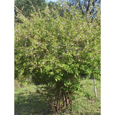 LONICERA fragrantissima