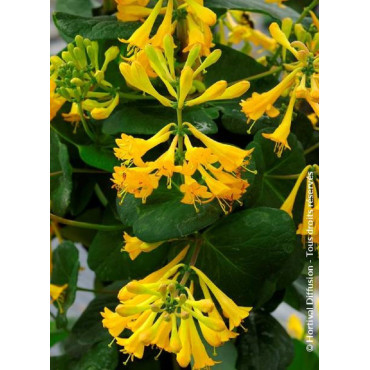 LONICERA brownii GOLDEN TRUMPET