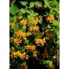 LONICERA brownii GOLDEN TRUMPET