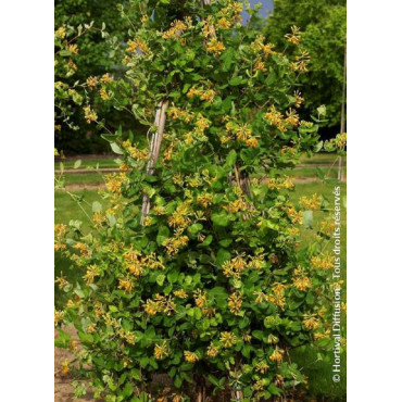 LONICERA brownii GOLDEN TRUMPET