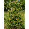 LONICERA brownii GOLDEN TRUMPET