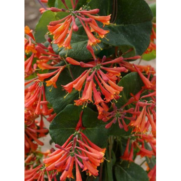 LONICERA brownii DROPMORE SCARLET