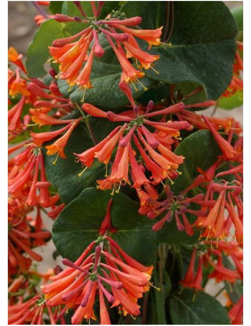 LONICERA brownii DROPMORE SCARLET