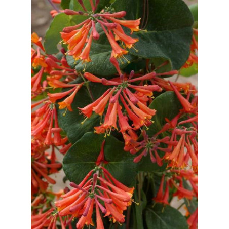 LONICERA brownii DROPMORE SCARLET