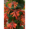 LONICERA brownii DROPMORE SCARLET