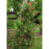 LONICERA brownii DROPMORE SCARLET