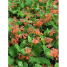 LONICERA brownii DROPMORE SCARLET