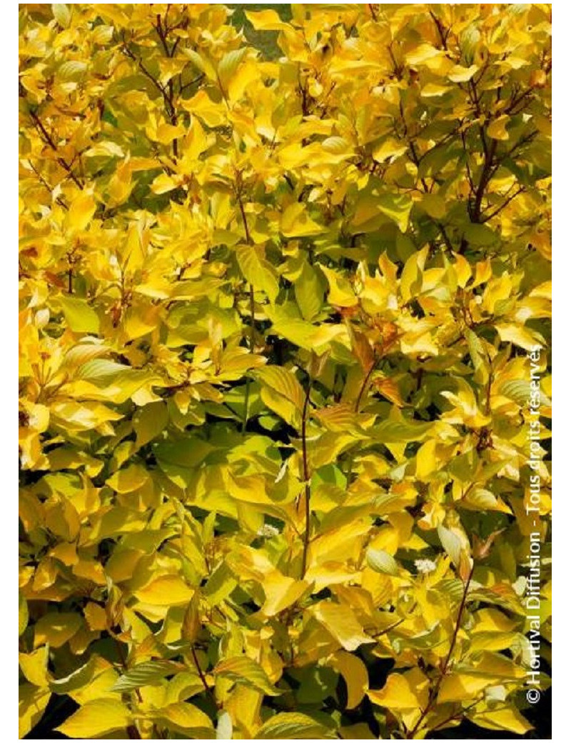 CORNUS alba AUREA