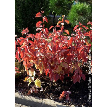 CORNUS alba AUREA