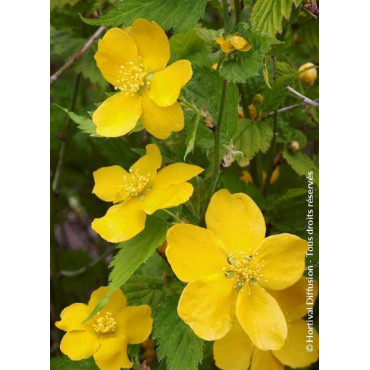 KERRIA japonica GOLDEN GUINEA