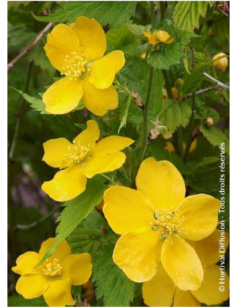 KERRIA japonica GOLDEN GUINEA