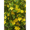 KERRIA japonica GOLDEN GUINEA