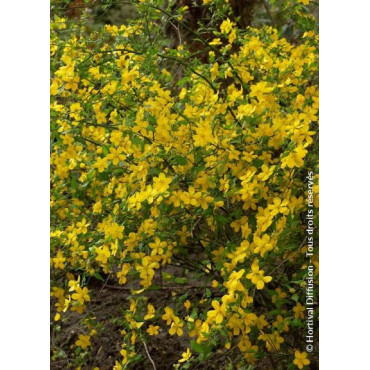 KERRIA japonica GOLDEN GUINEA