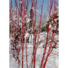 CORNUS alba BATON ROUGE